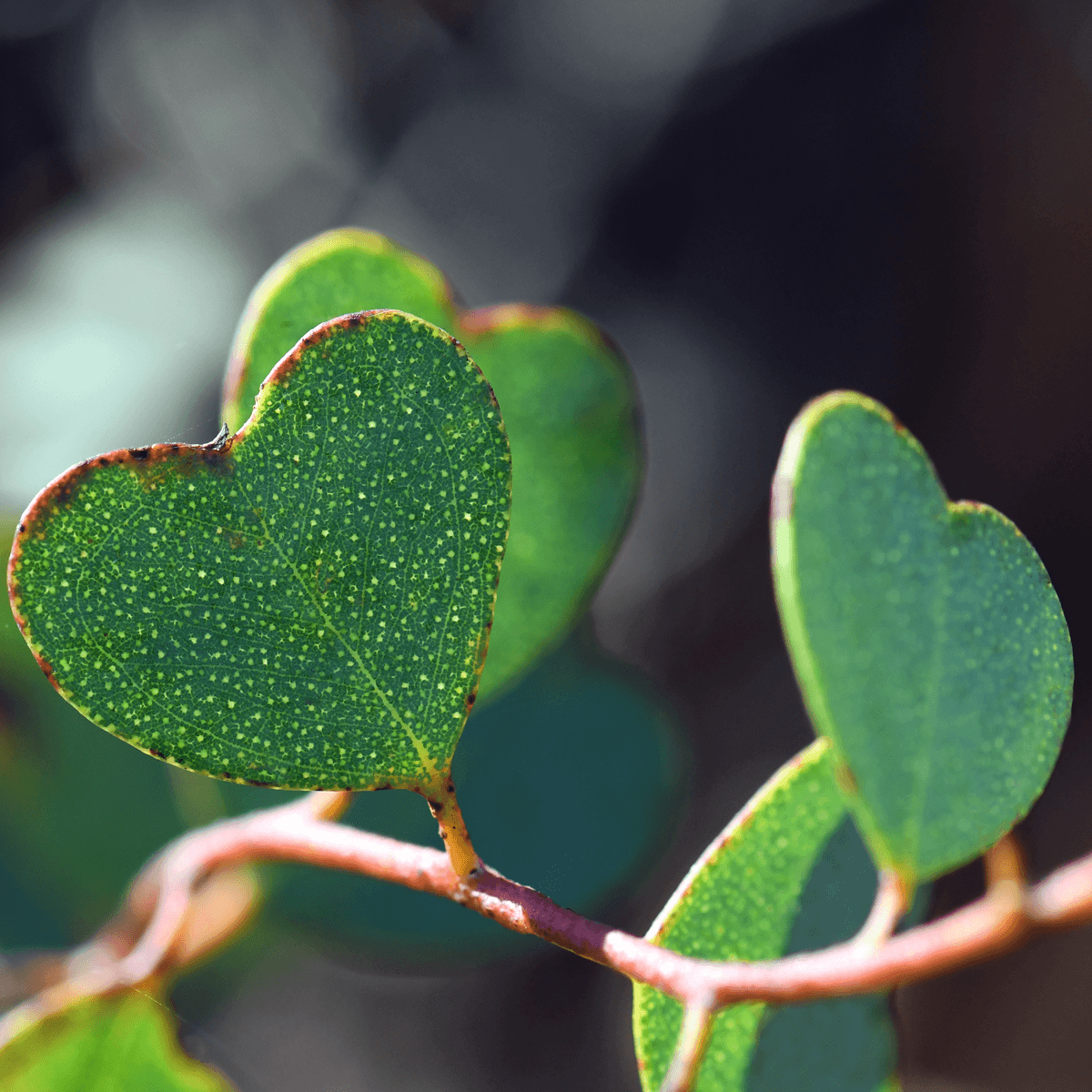 Heart