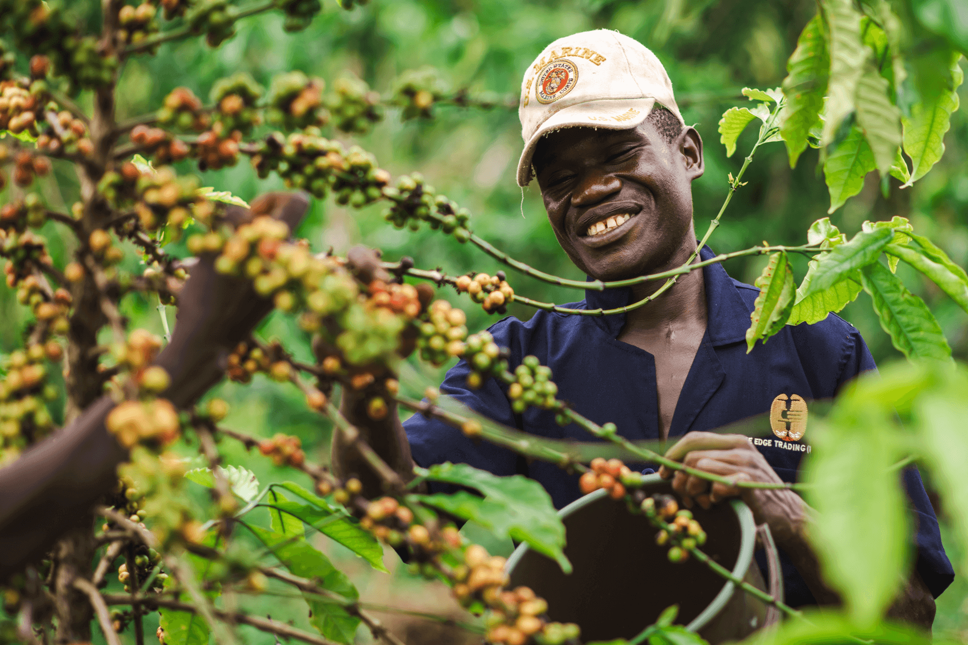 Farmer inspecting coffee cherries