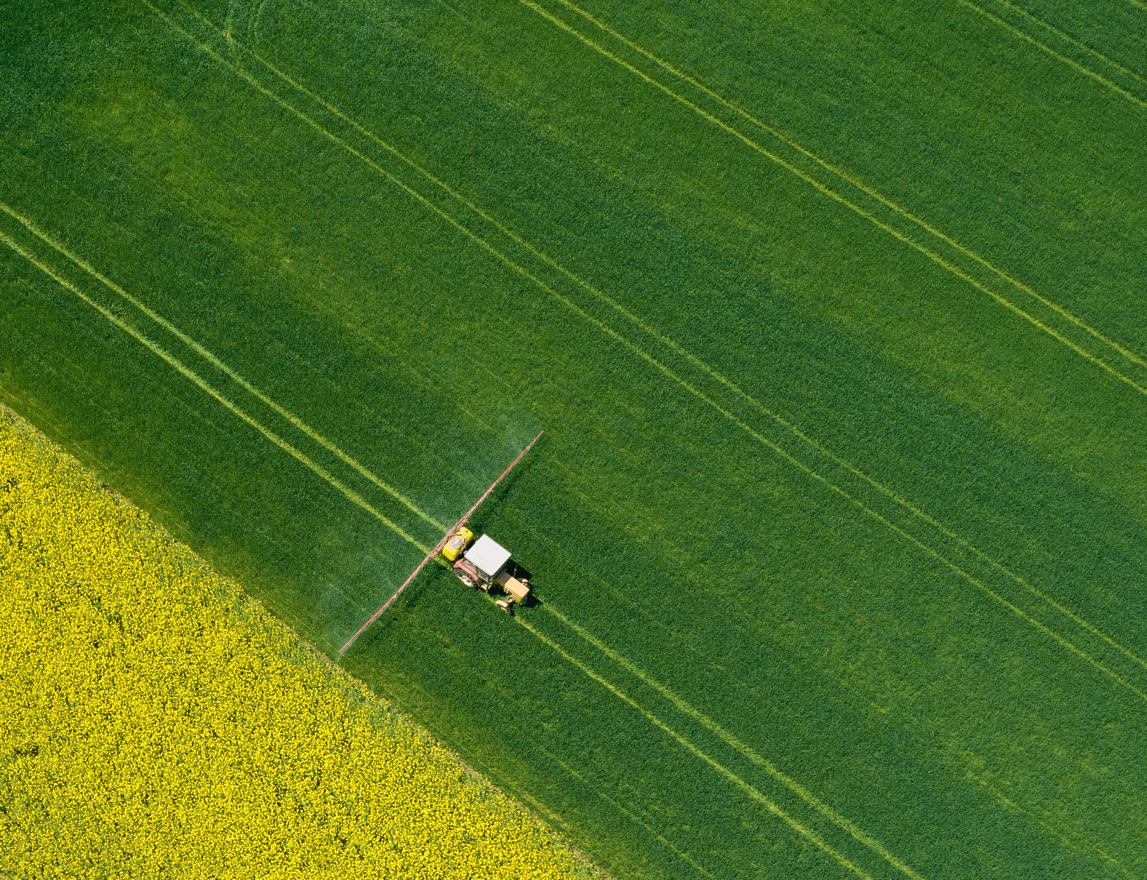 Woman using a tablet in a vegetable field