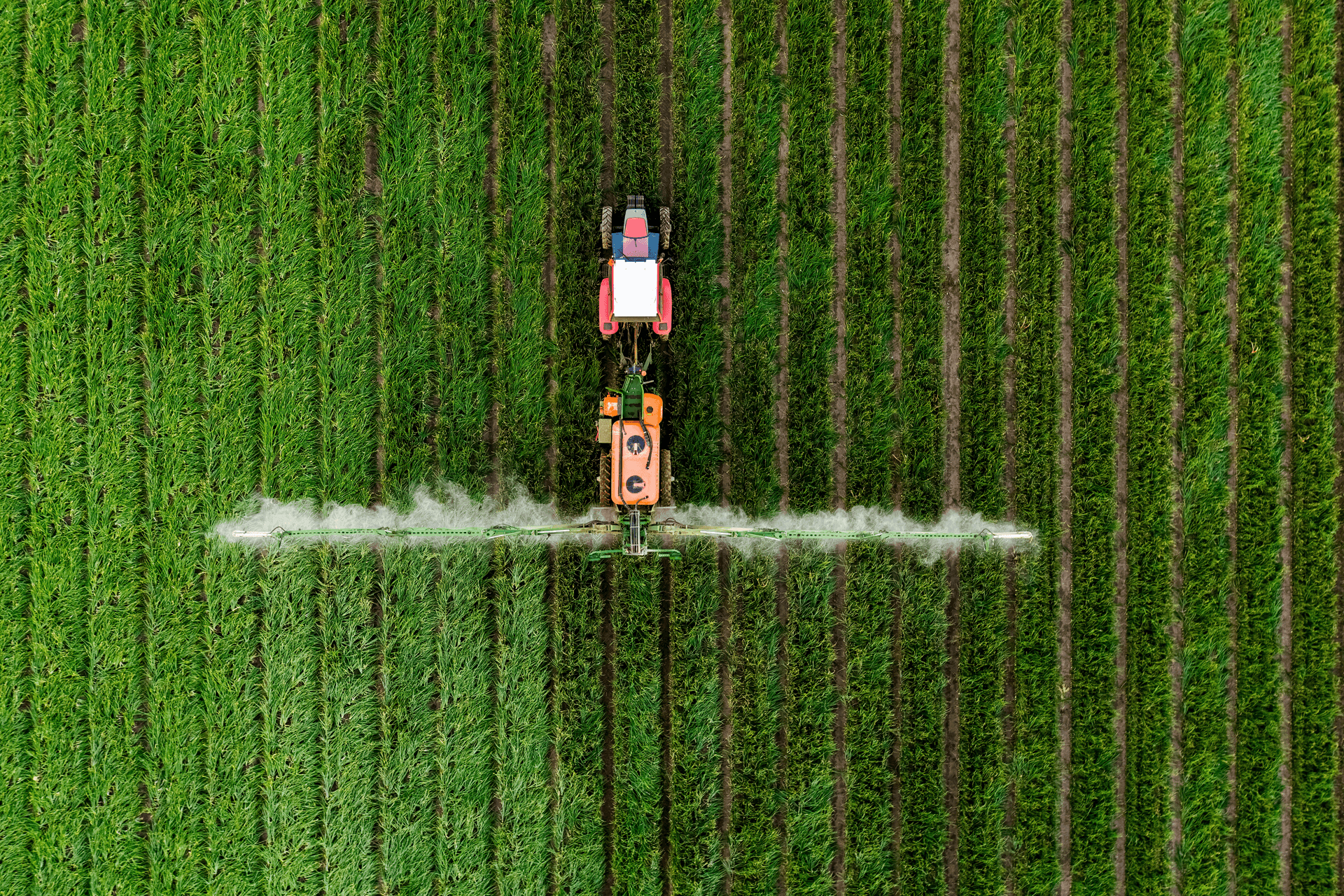 Tractor working between rows of crops