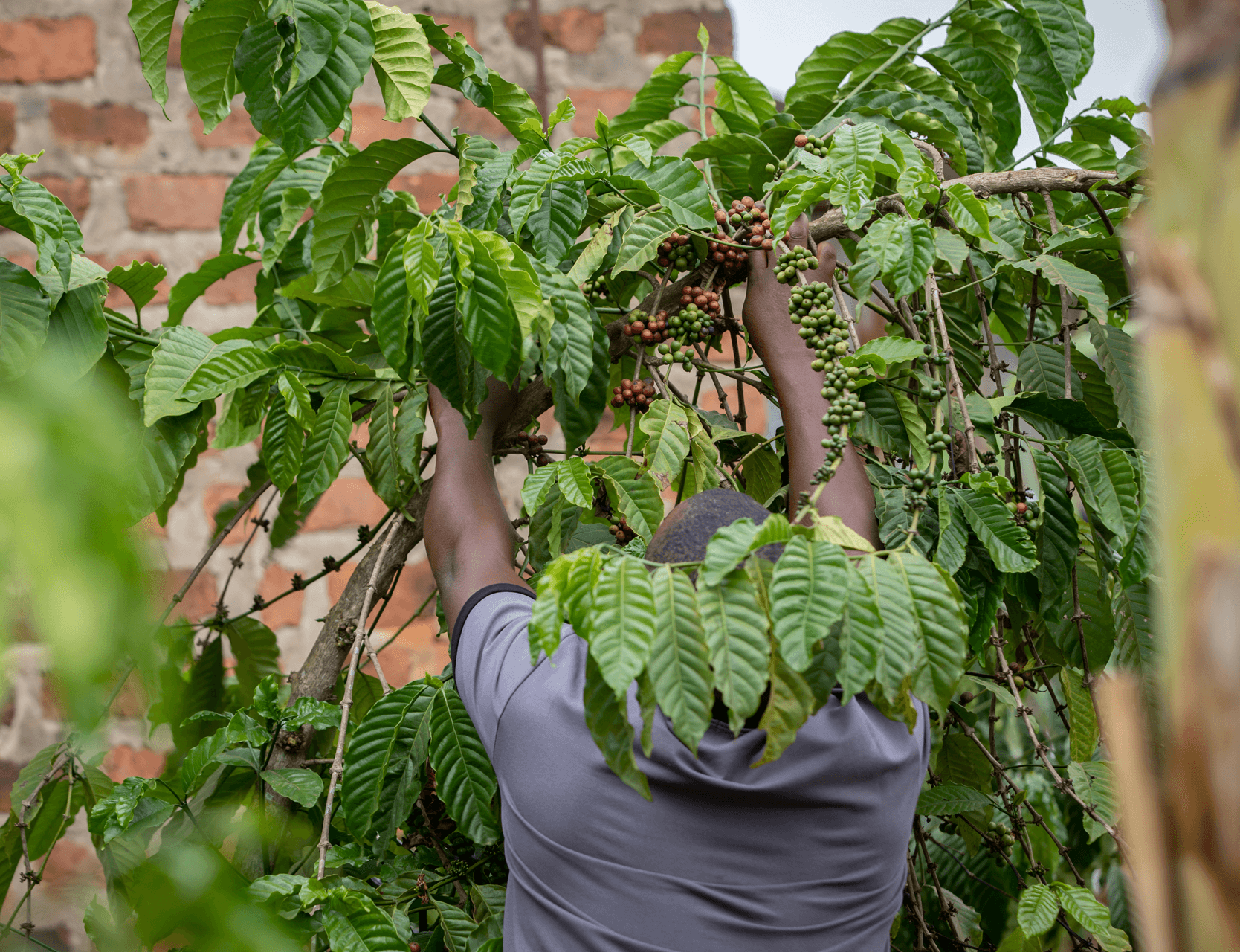 A Ugandan business owner working among coffee plants