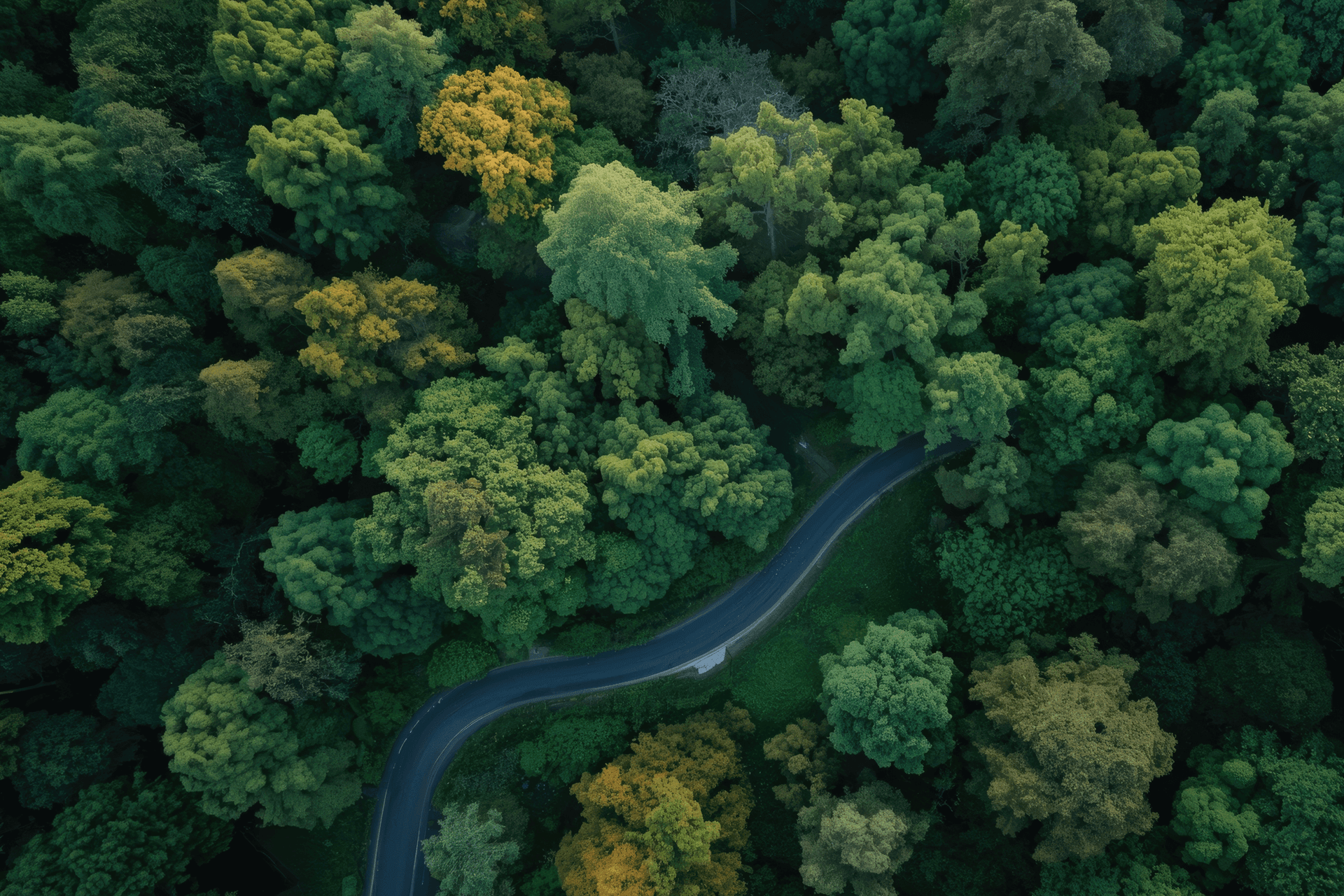 Aerial view of a road winding through a forest