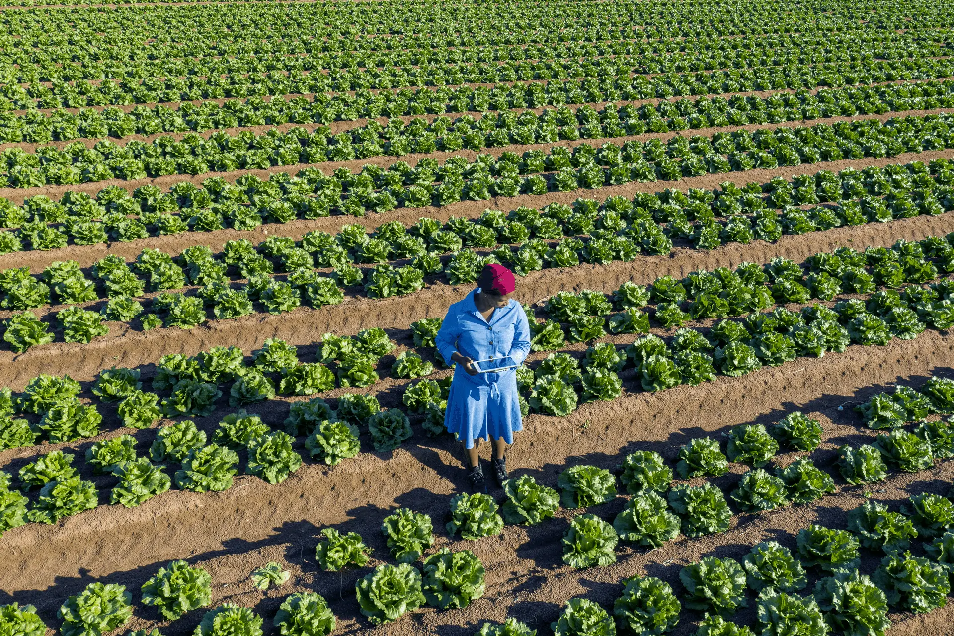 Woman using a tablet in a vegetable field